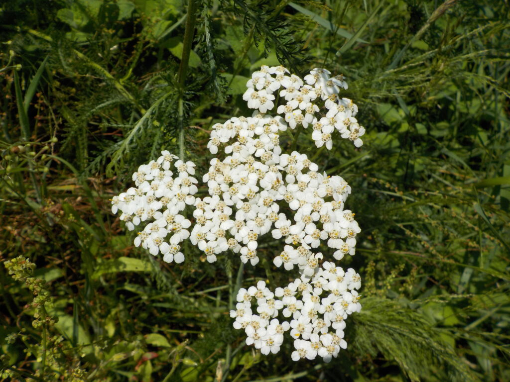 Achillée millefeuille