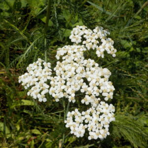 Achillée millefeuille
