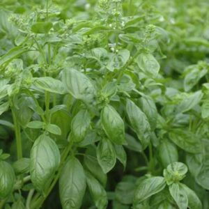 Basilic exotique