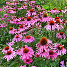 Échinacée