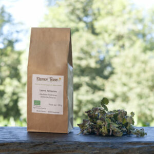 Tisane Lierre terrestre
