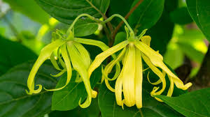 Ylang-Ylang